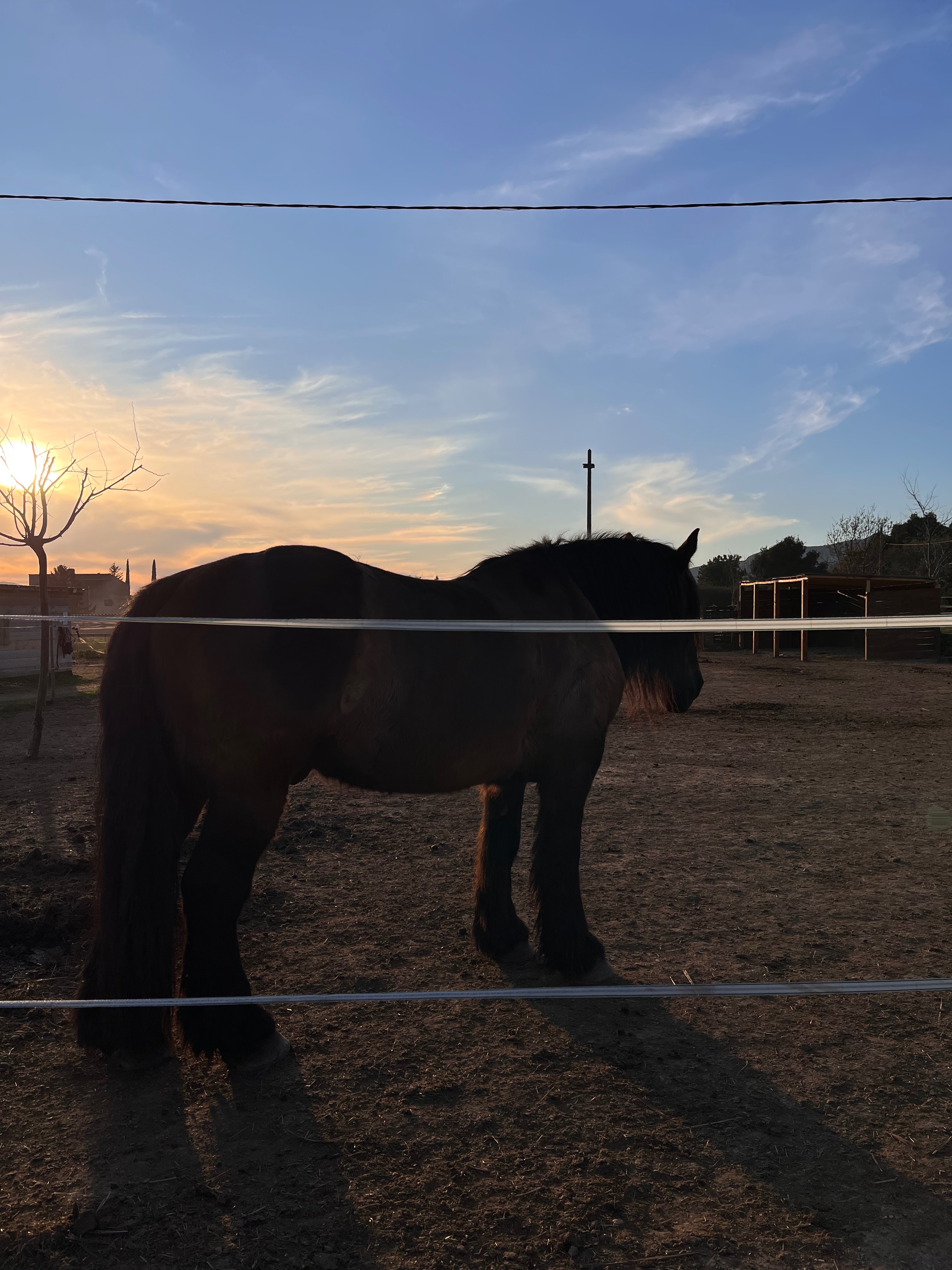 Stage en Activités Equestres Adaptées